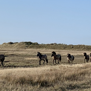 Paarden